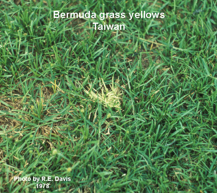 Bermudagrass yellows