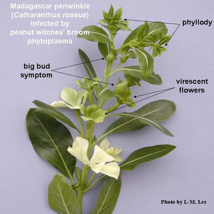 Symptoms induced in a diseased plant of Catharanthus roseus (Madagascar periwinkle) by peanut witches’ broom 
phytoplasma.  Peanut witches’ broom phytoplasma is a member of phytoplasma 16S rDNA RFLP group 16SrII.  Note 
symptoms of big bud, phyllody, and virescence of flowers.  