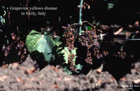 image of grapvine disease in 
Sicily