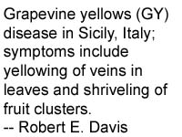 Grapevine yellows disease in Sicily, Italy; symptoms include yellowing of 
veins in 
leaves and shriveling of fruit clusters
