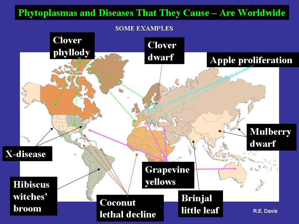 diseases caused by phytoplasmas 
worldwide